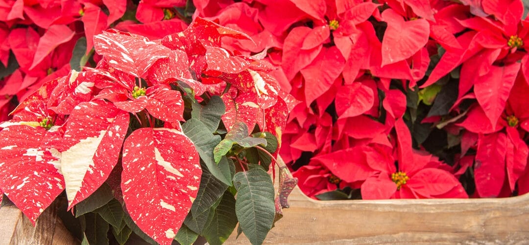 Poinsettias for sale